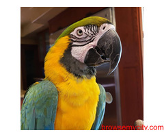 Blue and Gold macaw parrot for sale in Bengaluru