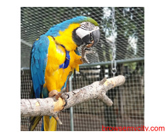 Fully tamed Blue and Gold macaw parrots available in Bangalore