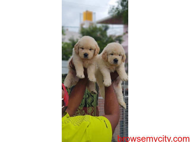 Top quality Golden retriever puppies for sale in bangalore - 1/4