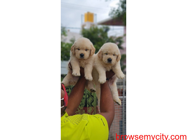 Top quality Golden retriever puppies for sale in bangalore - 2/4