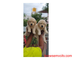 Top quality Golden retriever puppies for sale in bangalore