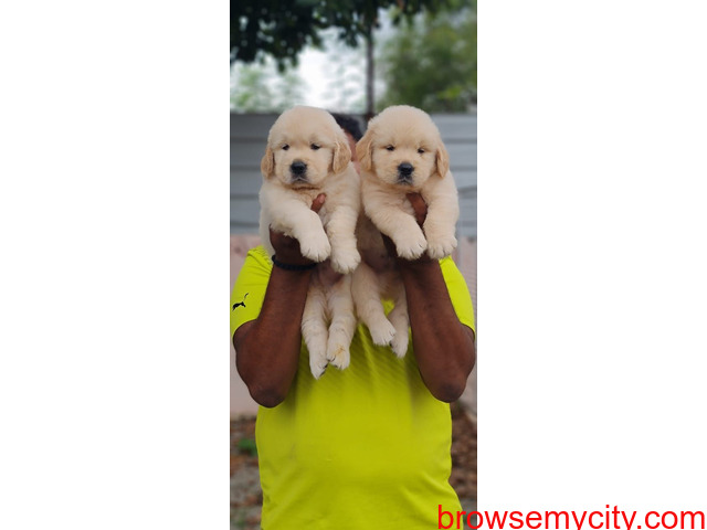 Top quality Golden retriever puppies for sale in bangalore - 3/4