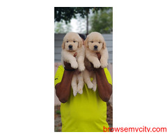 Top quality Golden retriever puppies for sale in bangalore