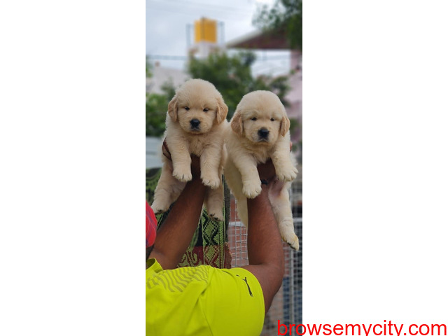 Top quality Golden retriever puppies for sale in bangalore - 4/4