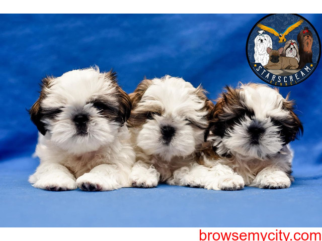 Shih Tzu Puppies for Sale in Bangalore - 1/5