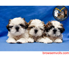 Shih Tzu Puppies for Sale in Bangalore