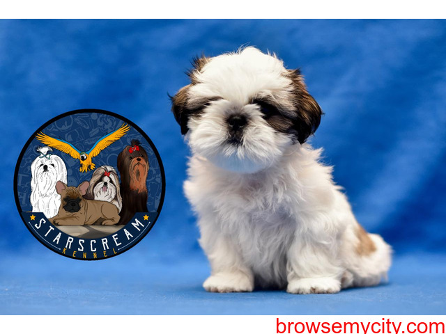 Shih Tzu Puppies for Sale in Bangalore - 4/5