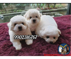 Amazing Quality Bichon Frise puppies available