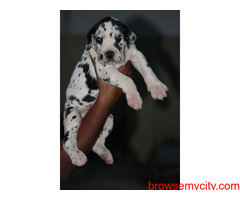 Great Dane Puppies for Sale in Bangalore