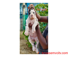 Super Quality Great Dane Puppies For Sale in Bangalore