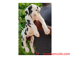 Super Quality Great Dane Puppies For Sale in Bangalore