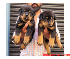 Rottweiler Puppies for Sale in Bangalore