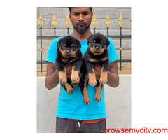 Top Quality Rottweiler Puppies for Sale in Bangalore