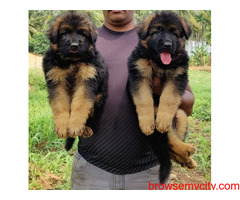 German Shepherd Puppies for Sale in Bangalore