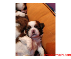 Excellent Quality Breed Shih Tzu Puppies for sale in Bangalore