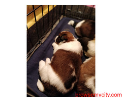 Excellent Quality Breed Shih Tzu Puppies for sale in Bangalore