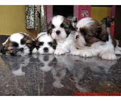 Wonderful litter Shih Tzu Puppies for sale in Bangalore