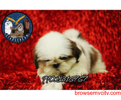 Wonderful Quality Breed Shih Tzu Puppies For Sale In Bangalore