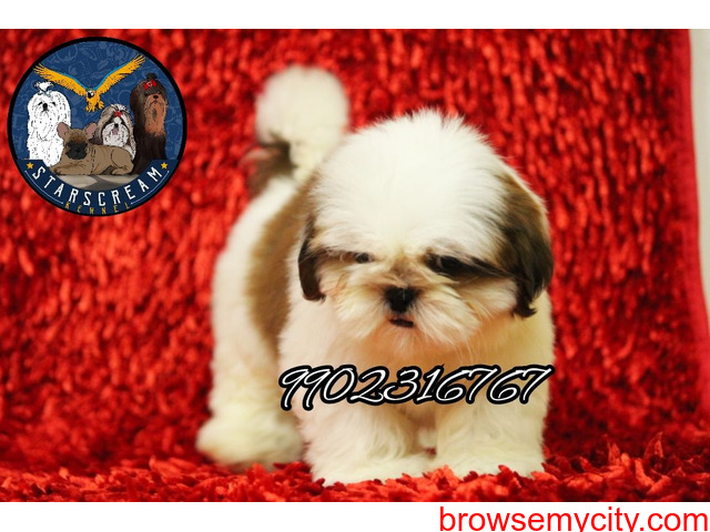 Wonderful Quality Breed Shih Tzu Puppies For Sale In Bangalore - 2/4