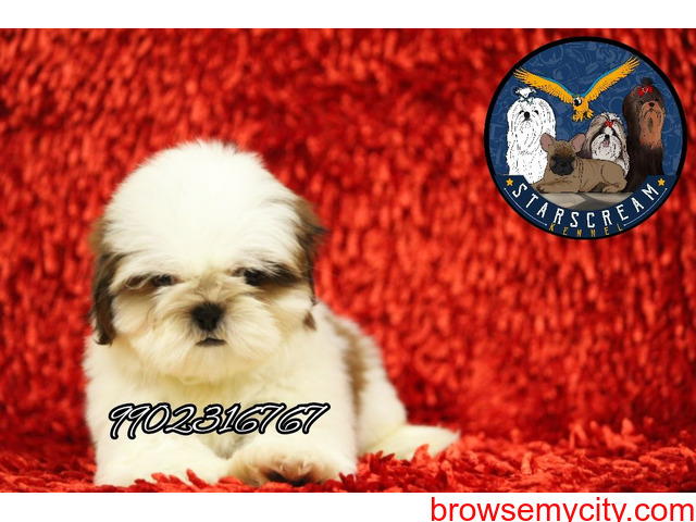 Wonderful Quality Breed Shih Tzu Puppies For Sale In Bangalore - 3/4