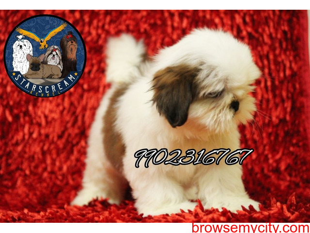 Wonderful Quality Breed Shih Tzu Puppies For Sale In Bangalore - 4/4