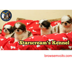 Show Quality Shih Tzu Puppies Looking For New Home