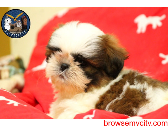 Show Quality Shih Tzu Puppies Looking For New Home - 2/4