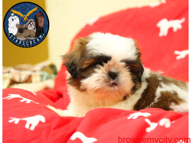 Show Quality Shih Tzu Puppies Looking For New Home - 4/4