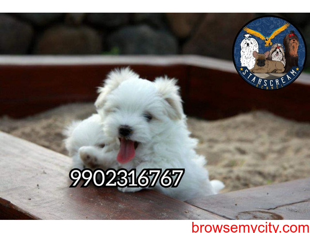 Pure Home Breeded Maltese Puppies Available In Bangalore - 1/3
