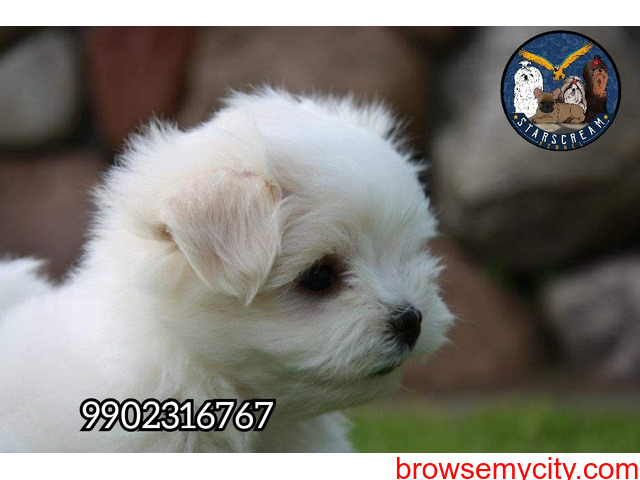 Pure Home Breeded Maltese Puppies Available In Bangalore - 3/3