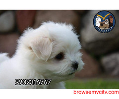 Pure Home Breeded Maltese Puppies Available In Bangalore