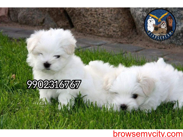 45Days Maltese Puppies Available In Bangalore - 2/3