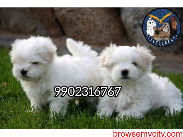45Days Maltese Puppies Available In Bangalore - 3/3