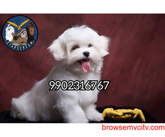 Outstanding Quality Breeded Maltese Puppies Available