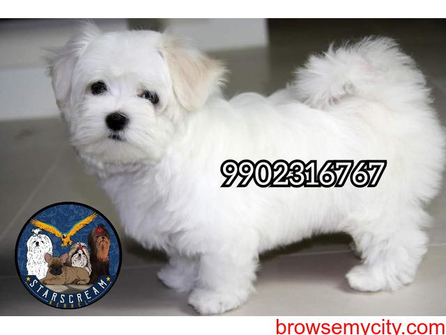 Pure white Maltese Puppies Available In Bangalore - 1/3