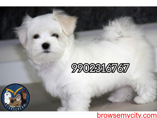 Pure white Maltese Puppies Available In Bangalore - 2/3