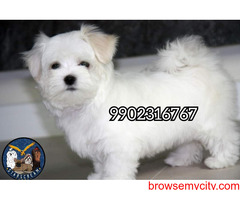 Pure white Maltese Puppies Available In Bangalore
