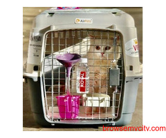 Buy Dog or Cat Cage Online
