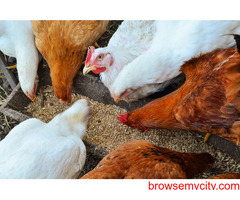 Top Quality Broiler Mash Feed Suppliers in Coimbatore