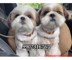 Shih Tzu Puppies 45 Days old available in Bangalore