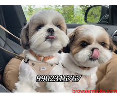 Shih Tzu Puppies 45 Days old available in Bangalore