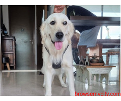 Seamless Pet Transport Services India using AirPets