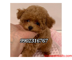 Top Quality Toy Poodle Puppies Available In Bangalore