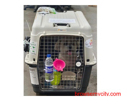 AirPets India: Trusted Dog Relocation Services in India