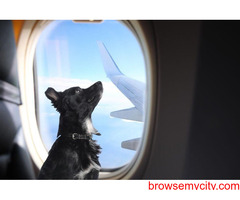 Spirit Airlines Pet Policy | FlyOfinder