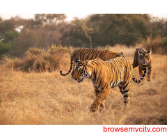 Ranthambore Tour Packages from Delhi