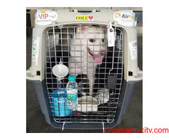 Reliable Pet Transport Service by AirPets India in Mumbai
