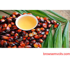 First Quarter of 2023 in Asia- Pacific Palm Oil Prices