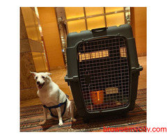 AirPets India: Ensuring Stress-Free Pet Transportation Services