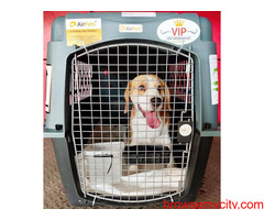 Relocate Your Beloved Pets Overseas with AirPets India